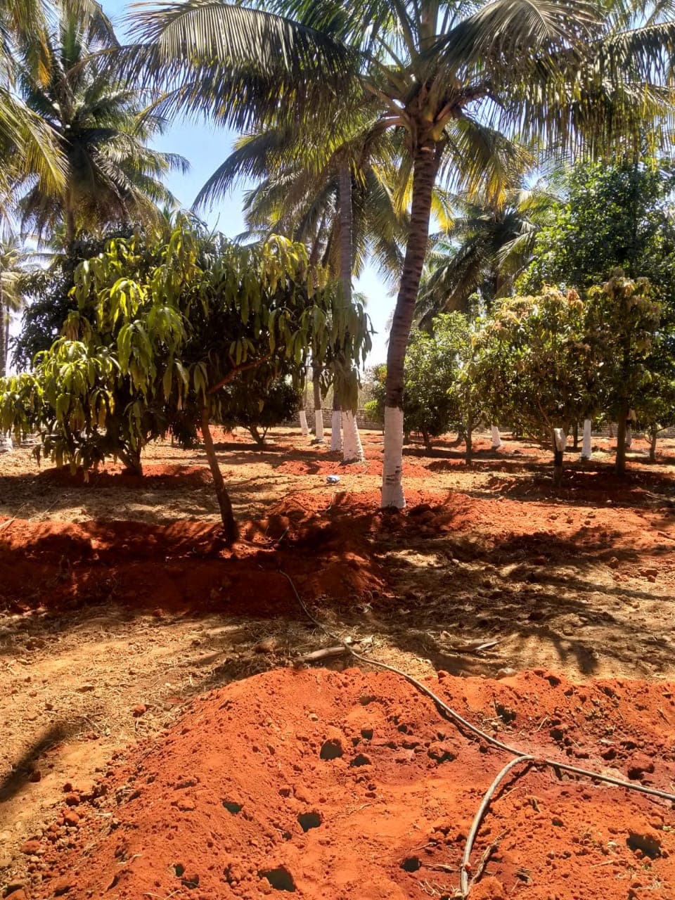 Agri farmland Chikkaballapura