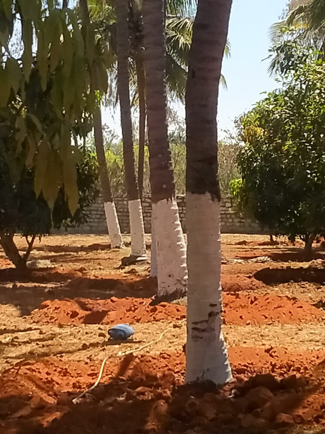 Agri farmland Chikkaballapura